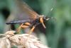 Limerodops sp.